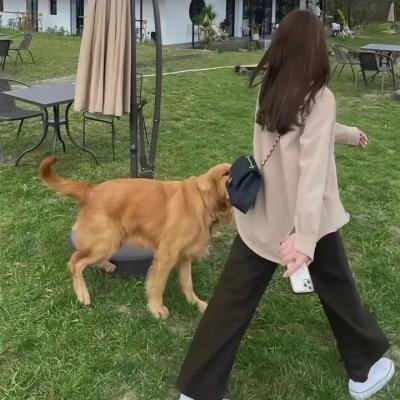 真爱骗子小娇妻